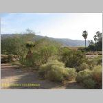 20060812_JoshuaYuccaTree_008 copia.jpg